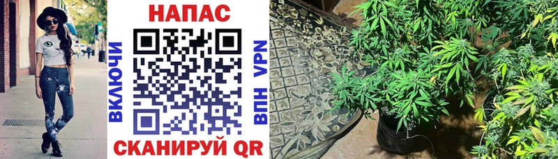 Бошки Шишки VHQ  Купить где  Северская 